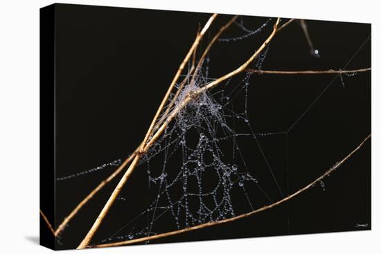 Spider Web with Dew Drops-Gordon Semmens-Premier Image Canvas