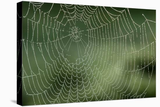 Spider Web-Adrian Bicker-Premier Image Canvas