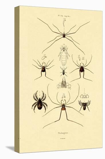 Spiders, 1833-39-null-Premier Image Canvas