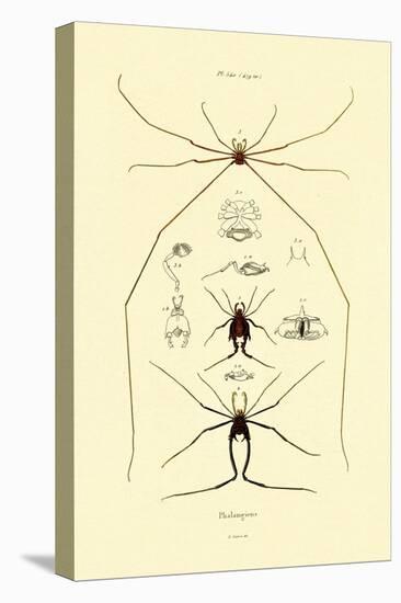 Spiders, 1833-39-null-Premier Image Canvas