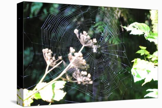 Spiderweb I-Logan Thomas-Premier Image Canvas