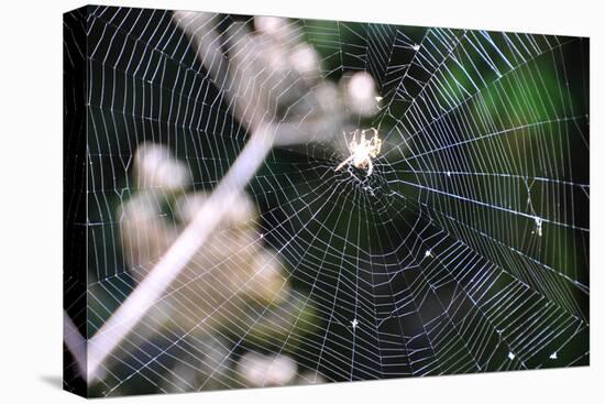 Spiderweb II-Logan Thomas-Premier Image Canvas