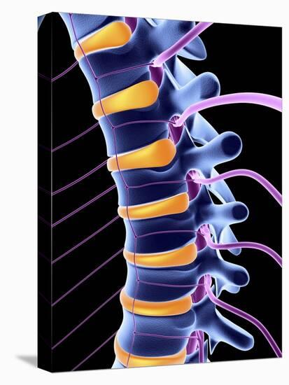 Spine And Spinal Nerves,computer Artwork-PASIEKA-Premier Image Canvas