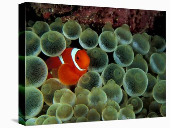 Spinecheek Anemonefish, Papua New Guinea-Michele Westmorland-Premier Image Canvas