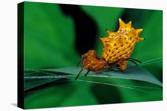 spined orbweaver spider on leaf, mexico-claudio contreras-Premier Image Canvas