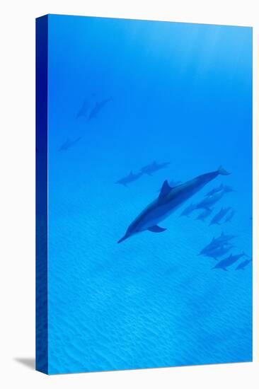 Spinner Dolphins Underwater-Paul Souders-Premier Image Canvas