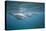 Spinner Dolphins-DLILLC-Premier Image Canvas