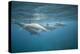 Spinner Dolphins-DLILLC-Premier Image Canvas