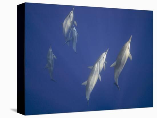 Spinner Dolphins-DLILLC-Premier Image Canvas