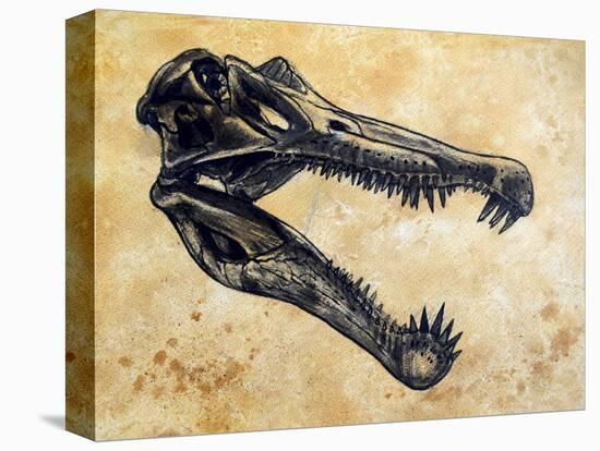 Spinosaurus Dinosaur Skull-Stocktrek Images-Stretched Canvas