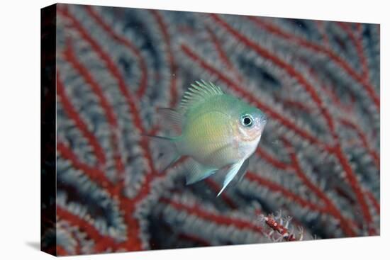 Spiny Chromis (Acanthochromis Polycanthus)-Reinhard Dirscherl-Premier Image Canvas