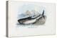 Spiny Dogfish, 1863-79-Raimundo Petraroja-Premier Image Canvas