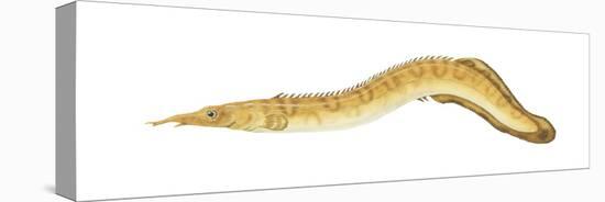 Spiny Eel (Mastacembelus Ellipsifer), Fishes-Encyclopaedia Britannica-Stretched Canvas
