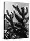 Spiny Palm Springs Cactus-Alfred Eisenstaedt-Premier Image Canvas