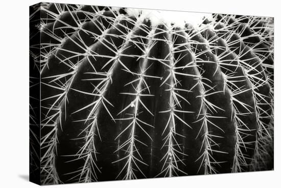 Spiny Rows-Alan Hausenflock-Premier Image Canvas