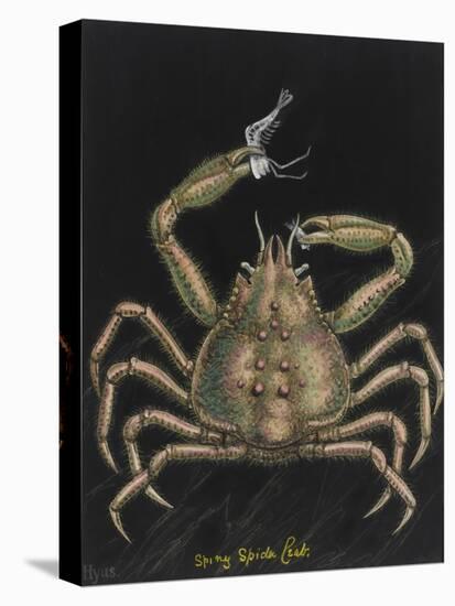 Spiny Spider Crab-Philip Henry Gosse-Premier Image Canvas