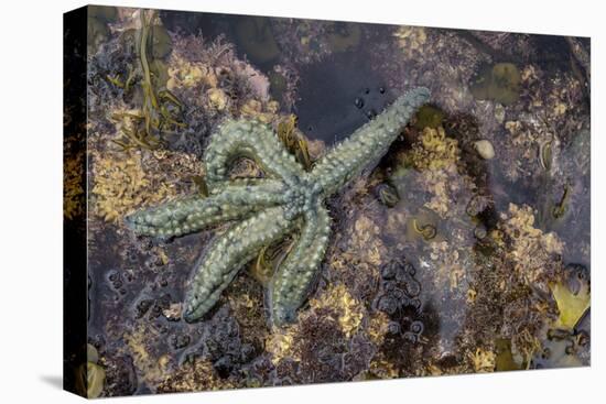 Spiny Starfish, County Clare, Munster, Republic of Ireland, Europe-Carsten Krieger-Premier Image Canvas