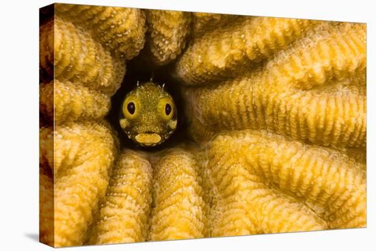 Spinyhead blenny in hard coral, Caribbean-David Fleetham-Premier Image Canvas