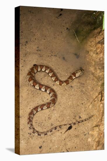 Spiral Keel Back, Yasuni NP, Amazon Rainforest, Ecuador-Pete Oxford-Premier Image Canvas