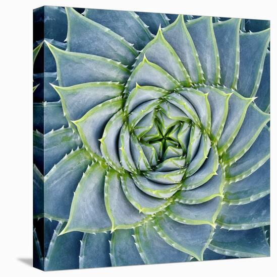 Spiral Succulent-Jan Bell-Premier Image Canvas