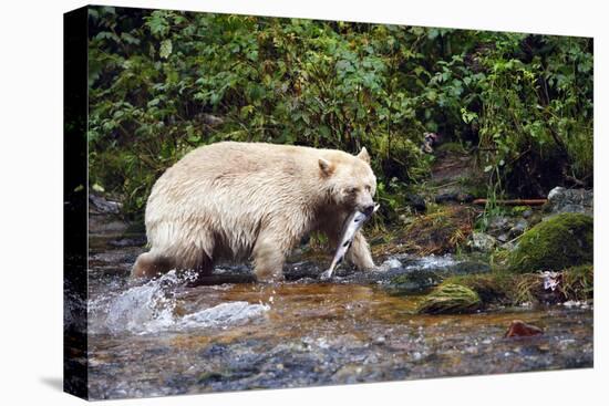 Spirit Bear Hunting for Sockeye Salmon-null-Premier Image Canvas