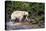 Spirit Bear Hunting for Sockeye Salmon-null-Premier Image Canvas