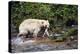 Spirit Bear Hunting for Sockeye Salmon-null-Premier Image Canvas