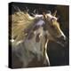 Spirit Horse-Carolyne Hawley-Stretched Canvas