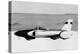 Spirit of America' Land Speed Record Car, C1963-1964-null-Premier Image Canvas