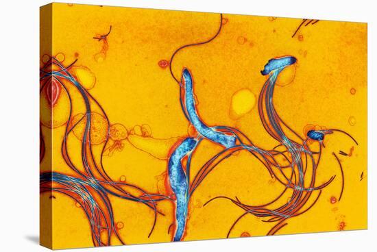 Spirochete Bacteria, TEM-Hazel Appleton-Premier Image Canvas