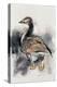 Spitalfields Goose, 1997-Mark Adlington-Premier Image Canvas