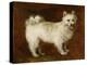 Spitz Dog, c.1760-70-Thomas Gainsborough-Premier Image Canvas