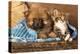 Spitz Puppy And Kitten Breeds Maine Coon, Cat And Dog-Lilun-Premier Image Canvas