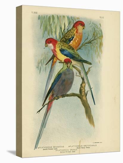 Splendid Parakeet, 1891-Gracius Broinowski-Premier Image Canvas