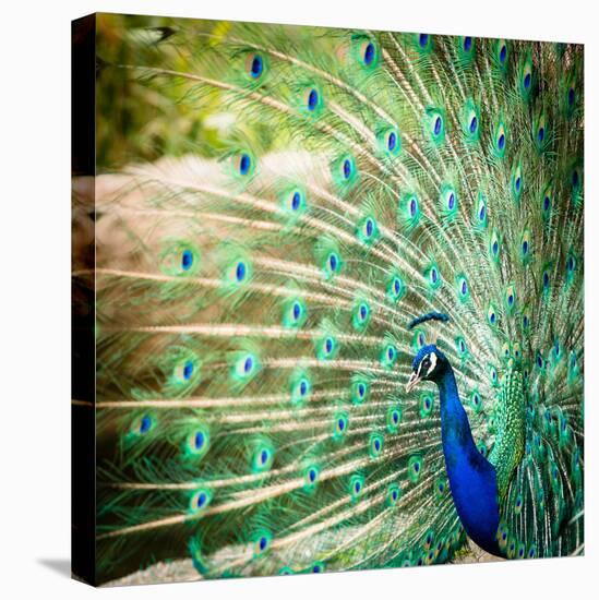 Splendid Peacock with Feathers Out (Pavo Cristatus)-l i g h t p o e t-Premier Image Canvas