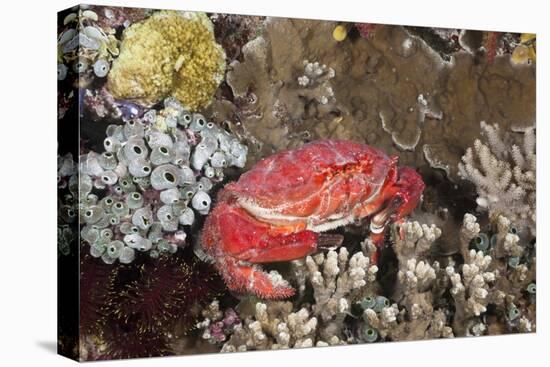 Splendid Pebble Crab (Etisus Splendidus)-Reinhard Dirscherl-Premier Image Canvas