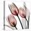 Splendid Tulips-Albert Koetsier-Stretched Canvas