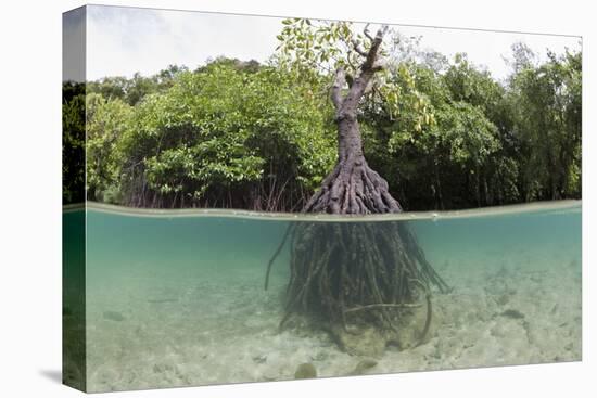 Split Image of a Large Mangrove and its Extensive Prop Root System-Reinhard Dirscherl-Premier Image Canvas