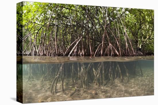 Split Image of Mangroves and their Extensive Prop Roots, Risong Bay, Micronesia, Palau-Reinhard Dirscherl-Premier Image Canvas