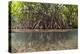 Split Image of Mangroves and their Extensive Prop Roots, Risong Bay, Micronesia, Palau-Reinhard Dirscherl-Premier Image Canvas
