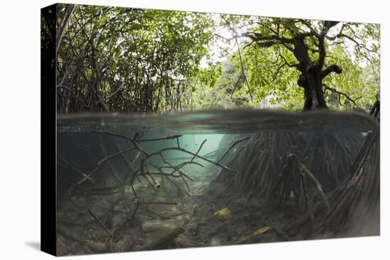 Split Image of Mangroves and their Extensive Underwater Prop Root System-Reinhard Dirscherl-Premier Image Canvas