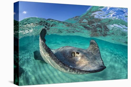 Split Level Image of a Southern Stingray (Dasyatis Americana) Swimming over a Sand Bar-Alex Mustard-Premier Image Canvas