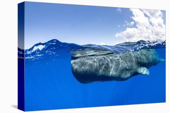 Split-level of a Sperm whale swimming close to the surface-Franco Banfi-Premier Image Canvas