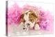 Spoiled Dog - English Bulldog Puppy Chewing On Tiara Surrounded By Pink Feathers-Willee Cole-Premier Image Canvas