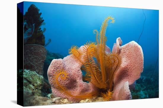 Sponge and Crinoid on a Coral Reef-Reinhard Dirscherl-Premier Image Canvas