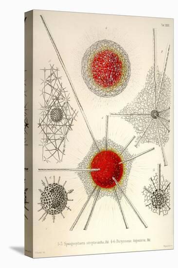 Spongospaera Streptacantha and Dictyosoma Trigonizon-Ernst Haeckel-Stretched Canvas