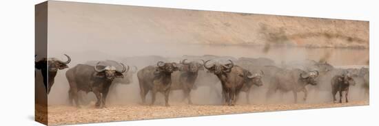 Spooked Buffalo-Scott Bennion-Stretched Canvas