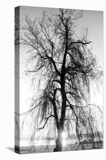 Spooky Abstract Black and White Tree Silhouette in Sunrise Time-SSokolov-Premier Image Canvas