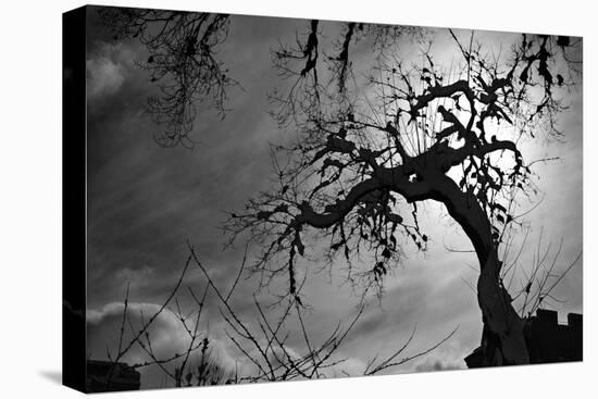 Spooky Tree-null-Stretched Canvas