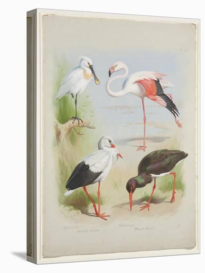 Spoonbill, Flamingo and Storke, C.1915 (W/C & Bodycolour over Pencil on Paper)-Archibald Thorburn-Premier Image Canvas